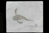 Eurypterus (Sea Scorpion) Fossil - New York #70649-1